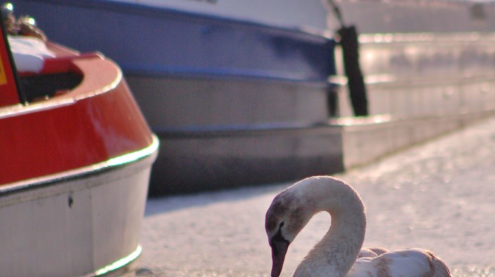 a bird that is standing in a parking lot