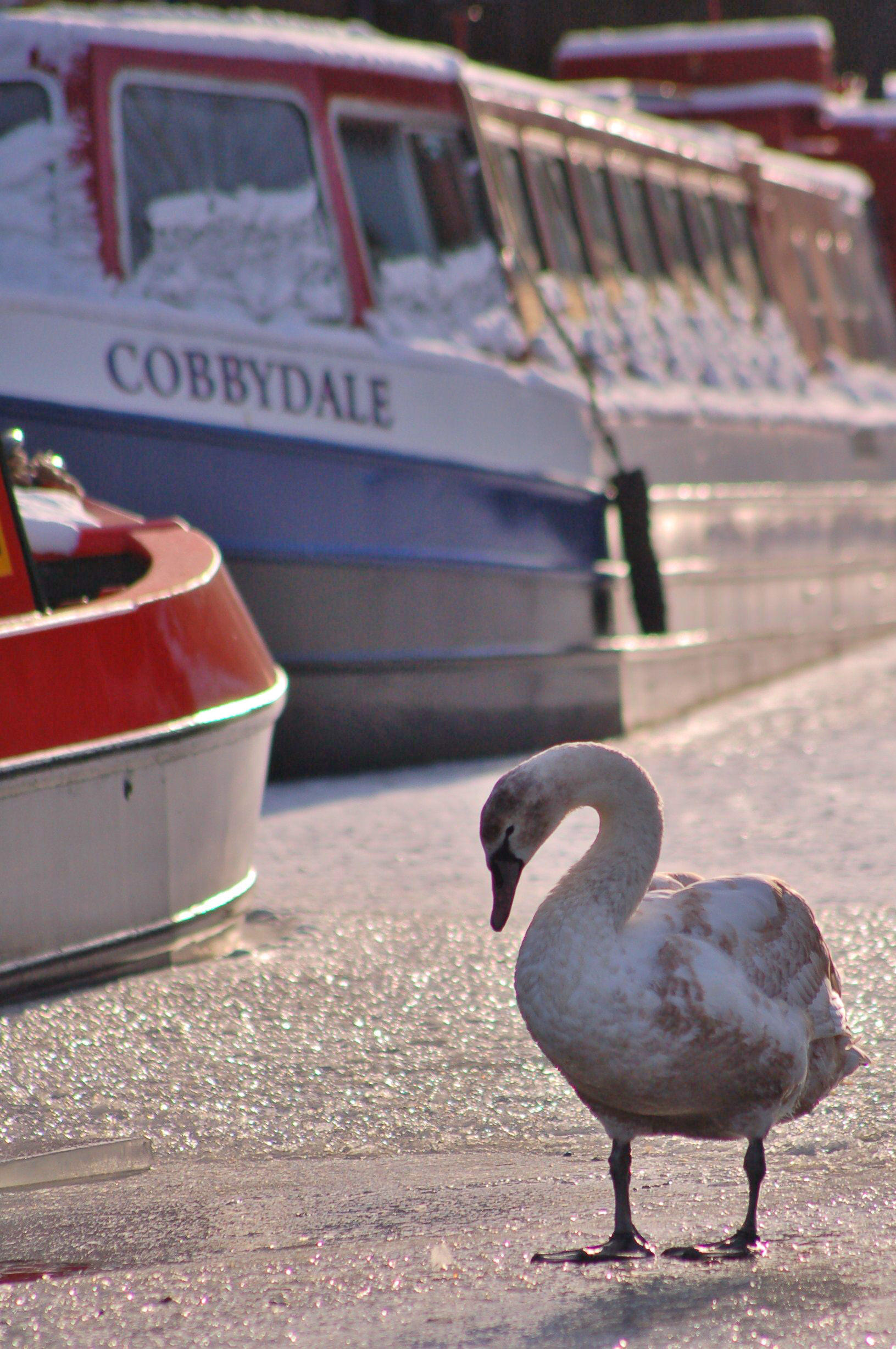 a bird that is standing in a parking lot